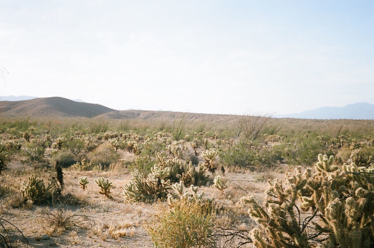 landscape, nature, bush, grass, plant, no people, outdoors, day, sky