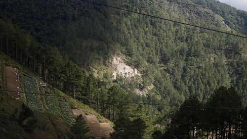 High angle view of trees in forest