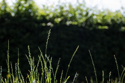 Close-up of plants growing on field