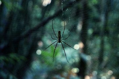 Close-up of spider on web