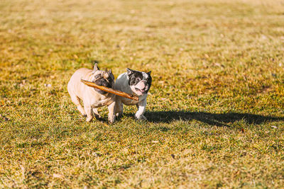 Dog running on field