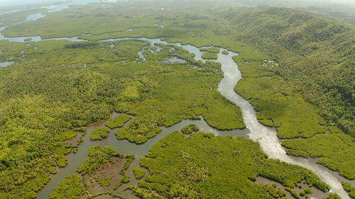 Aerial panoramic mangrove forest view in siargao island,philippines. mangrove landscape