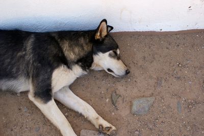 Close-up of dog