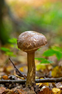 Close-up of mushroom growing on field