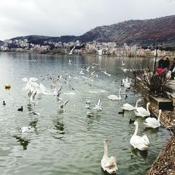 Flock of birds flying over river