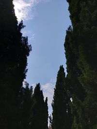 Low angle view of trees against sky