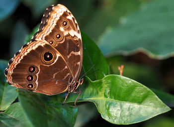 Close-up of butterfly pollinating flower
