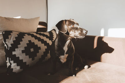 Sweet little dog looking away while sitting on comfortable sofa in cozy room at home