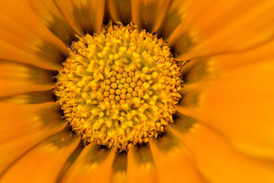 Close-up of fresh yellow flower blooming outdoors