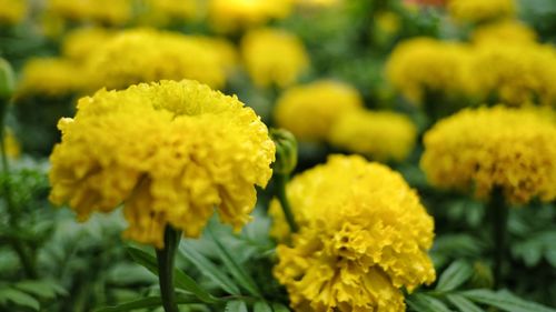 Close-up of yellow flowering plant in park