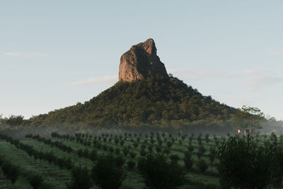 Scenic view of vineyard against sky