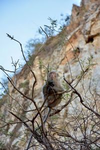 Deer on tree branch against sky