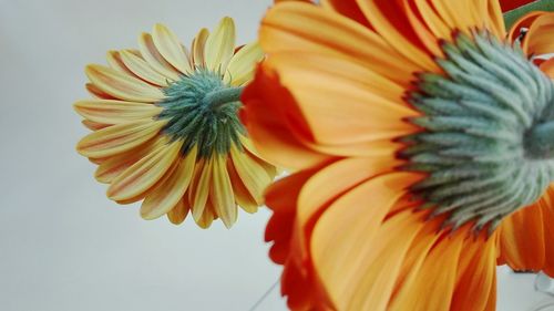Close-up of multi colored flower