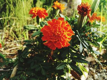 Close-up of red flowers