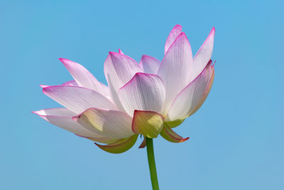 Close-up of pink water lily against clear blue sky