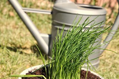 Close-up of chive growing in pot 