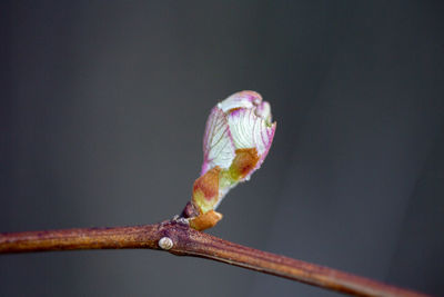 Close-up of a horse on twig