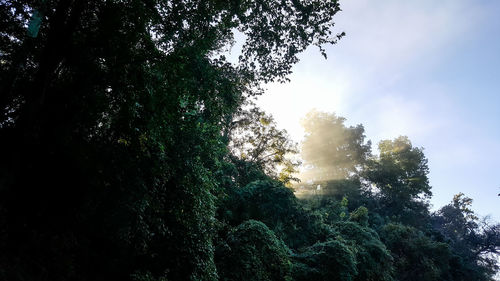 Low angle view of trees in forest