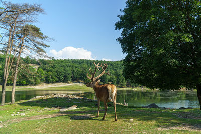 Horse standing on field