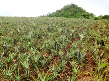 Crops growing on field against sky