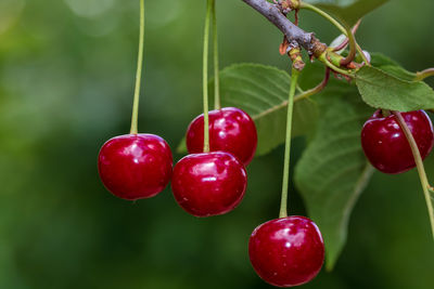Close-up of grapes growing on plant