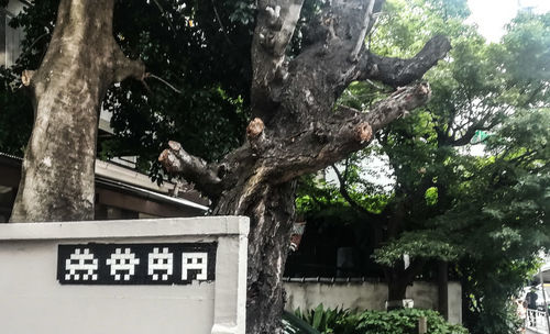 Low angle view of a tree