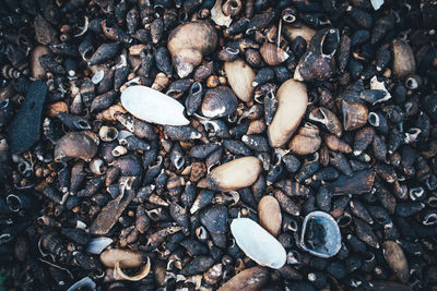 Full frame shot of coffee beans