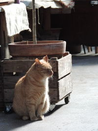 Cat sitting outdoors