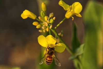 Biene auf raps 