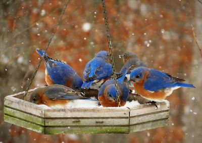 Close-up of bird perching on feeder