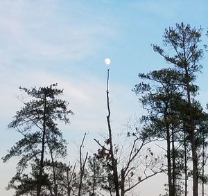 Low angle view of bare tree against sky