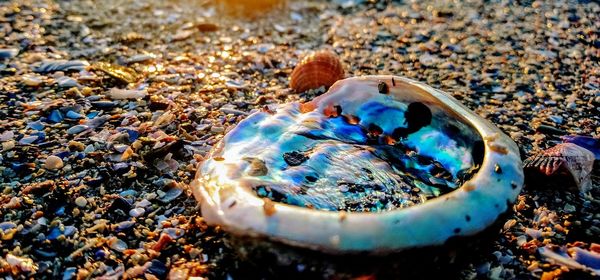 Close-up of crab on beach