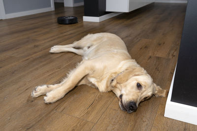 A young male golden retriever lies on modern vinyl panels, robot cleaner in the background.