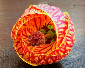 Close-up of red flower