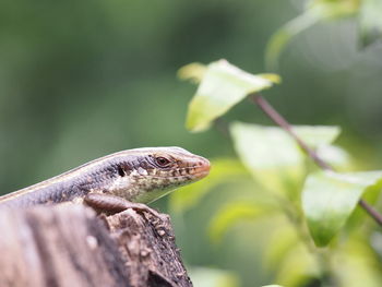 Close-up of lizard on wood against plants