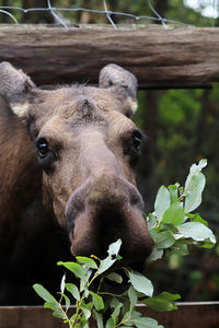 Close-up of an animal