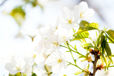 Close-up of white flowers blooming on tree