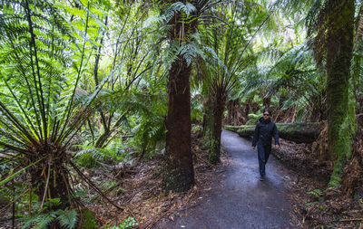 Woman hiking on the triplet waterfall trail in victoria / australia