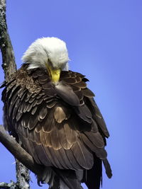 Low angle view of eagle against clear blue sky