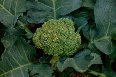 Close-up of vegetable in farm