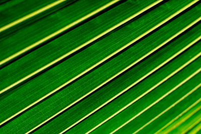 Full frame shot of palm leaf