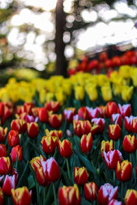 Close-up of red tulips