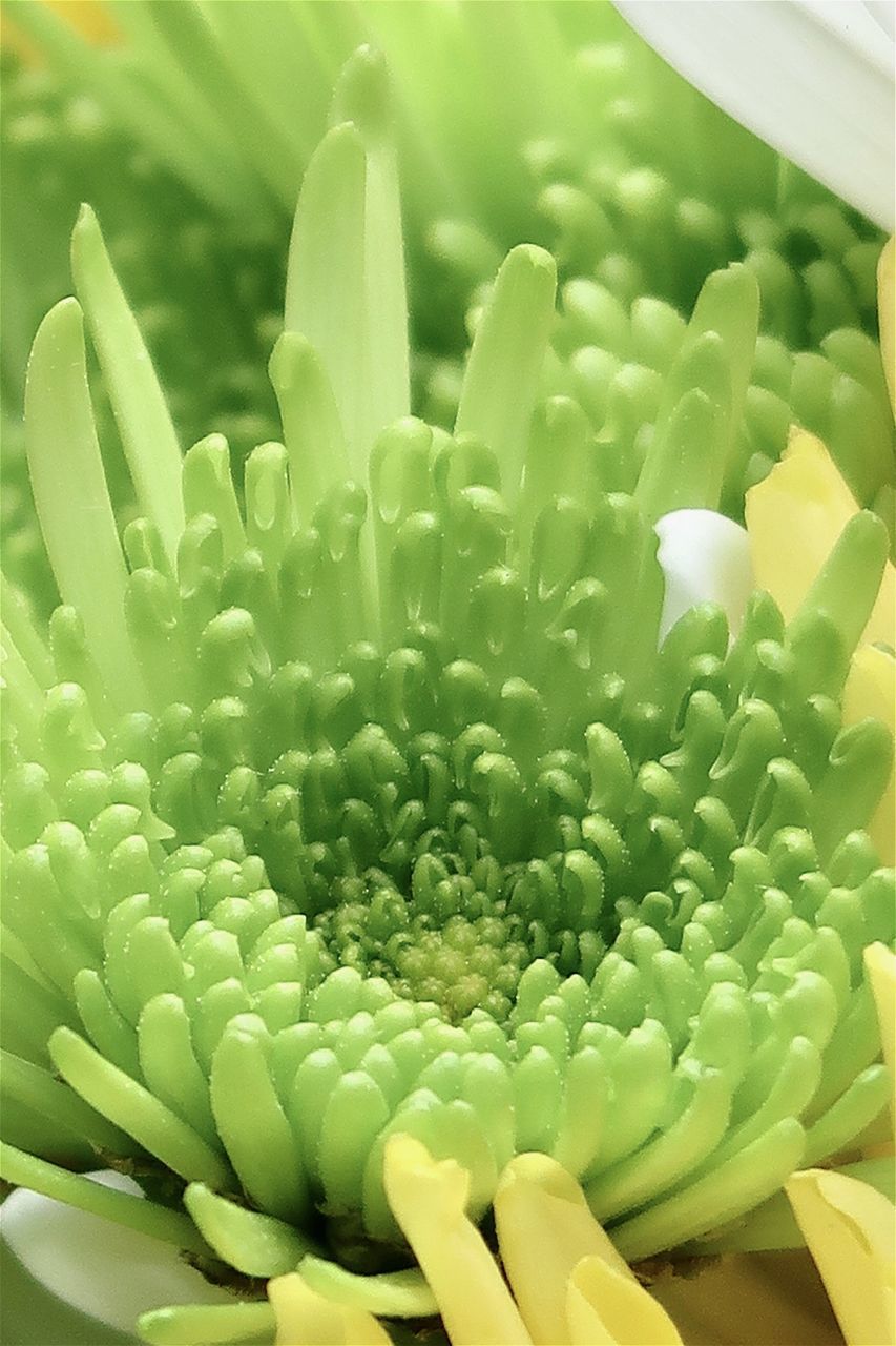 CLOSE-UP OF FLOWERING PLANT