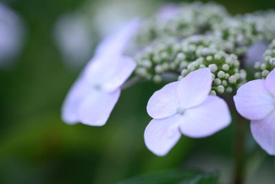 Close-up of purple flowers