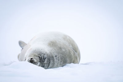 Crabeater seal lies sleeping on snowy iceberg