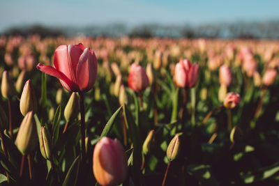 Close-up of pink tulips on field