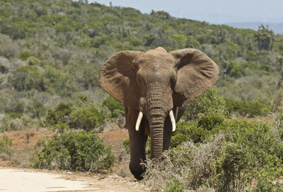 Elephant walking on field against mountains