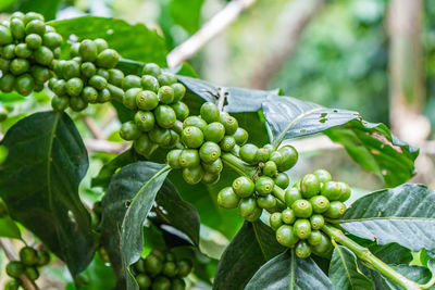 Close-up of fruits on plant