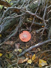 High angle view of mushroom growing on field