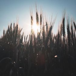 Close-up of plants on field against sky during sunset